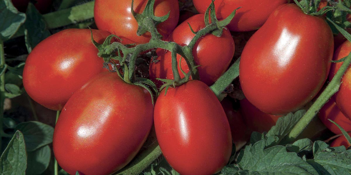 Redix, il pomodoro da industria di Syngenta che fa squadra